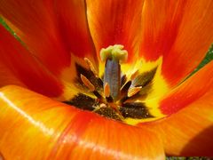 Tulpe orange