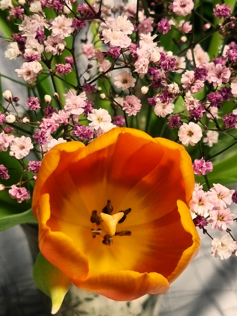 Tulpe orange