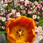 Tulpe orange