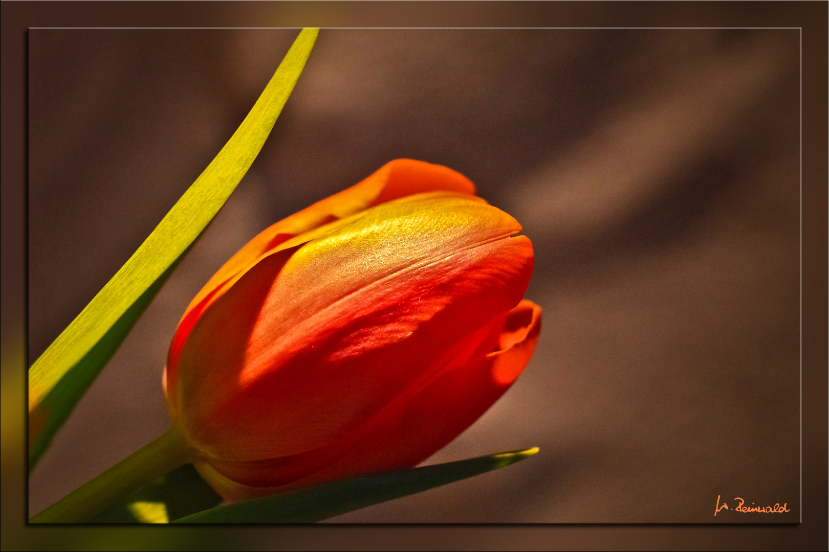 Tulpe orange