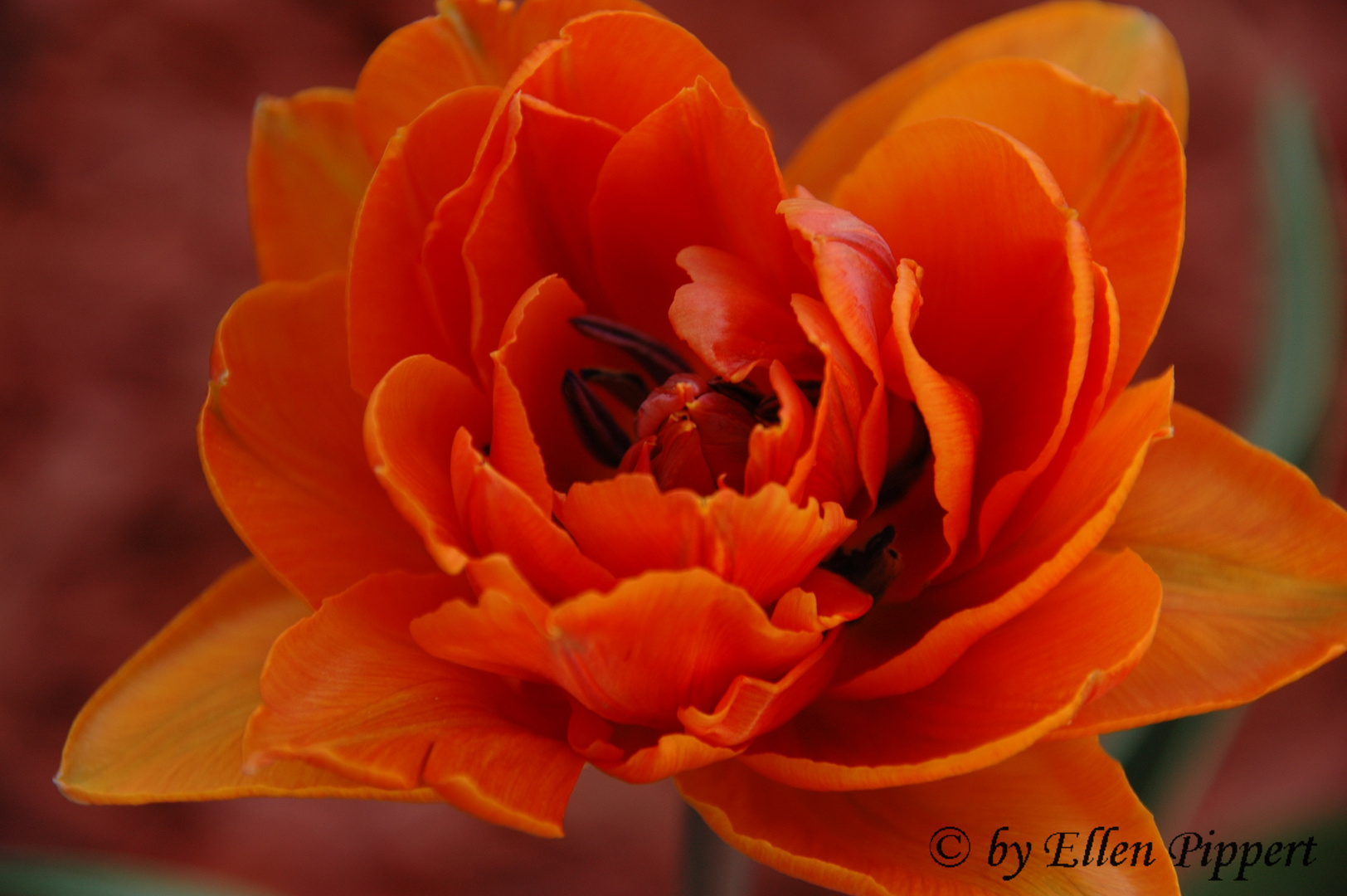 Tulpe Orange