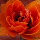 Tulpe Orange