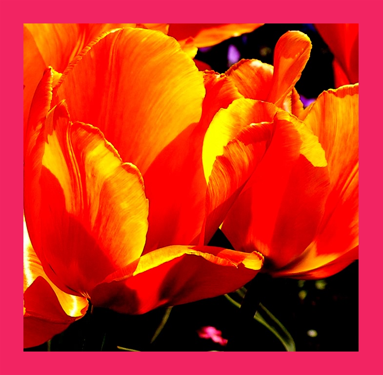 tulpe orange rahmen rosa