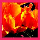 tulpe orange rahmen rosa