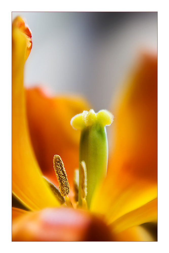 Tulpe Orange Reloaded ;-)