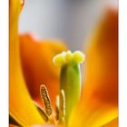 Tulpe Orange Reloaded ;-)