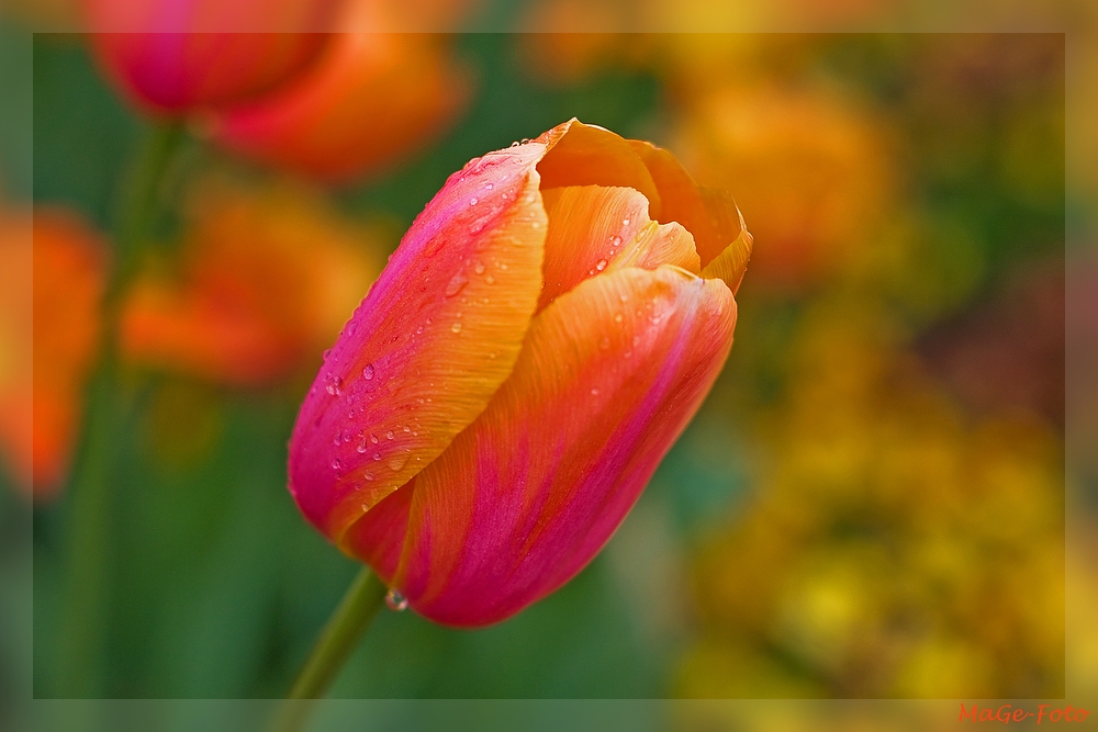 Tulpe Orange-Rot