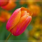 Tulpe Orange-Rot