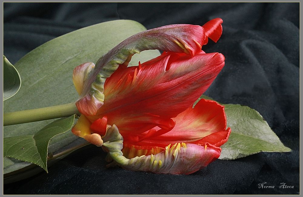 Tulpe Papagei  