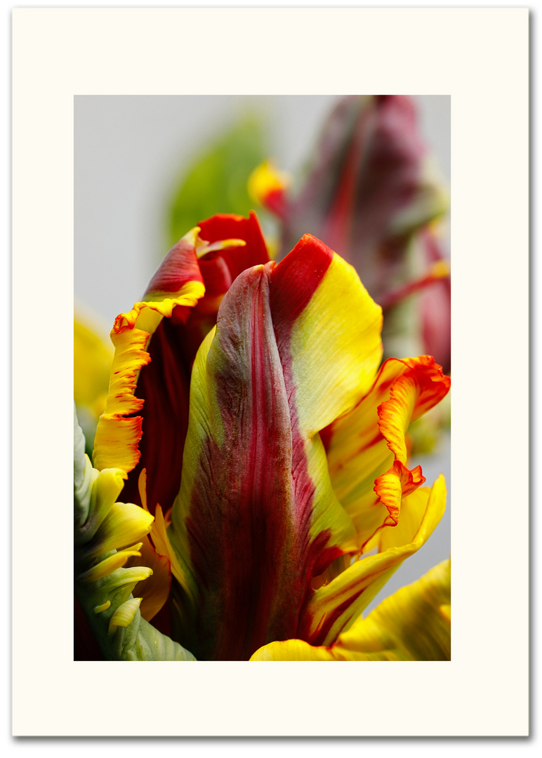 Tulpe Parrot 'Texas Flame'