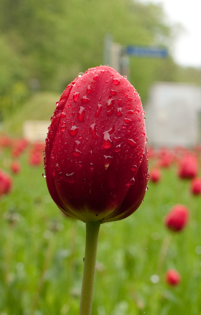 Tulpe Pingelshagen