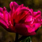 Tulpe pink # 1 - in Originalfarbe