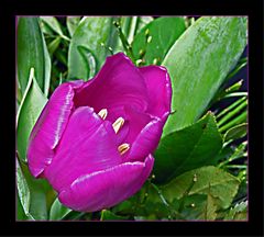 Tulpe pink 2