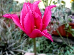 Tulpe pink