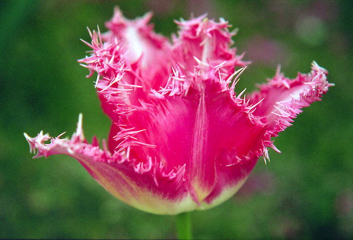 Tulpe pink