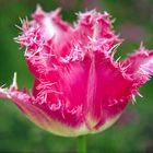 Tulpe pink