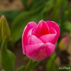 Tulpe - pink
