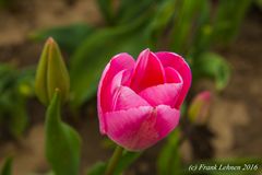 Tulpe - pink