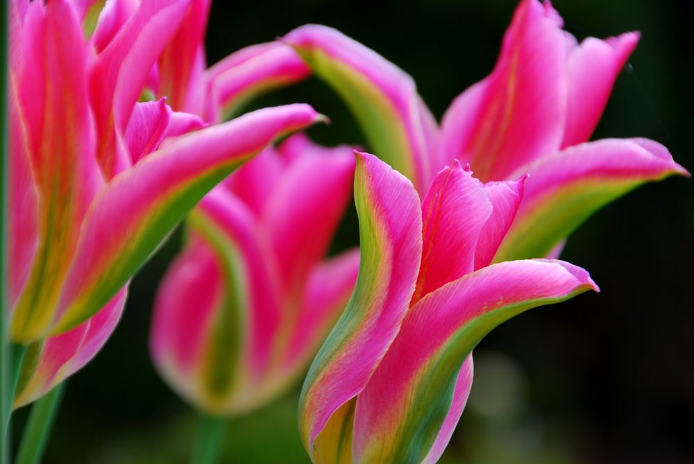 Tulpe pink-grün
