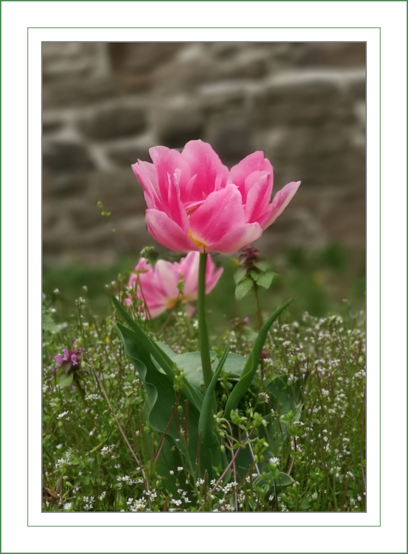 Tulpe "Pink Lady"