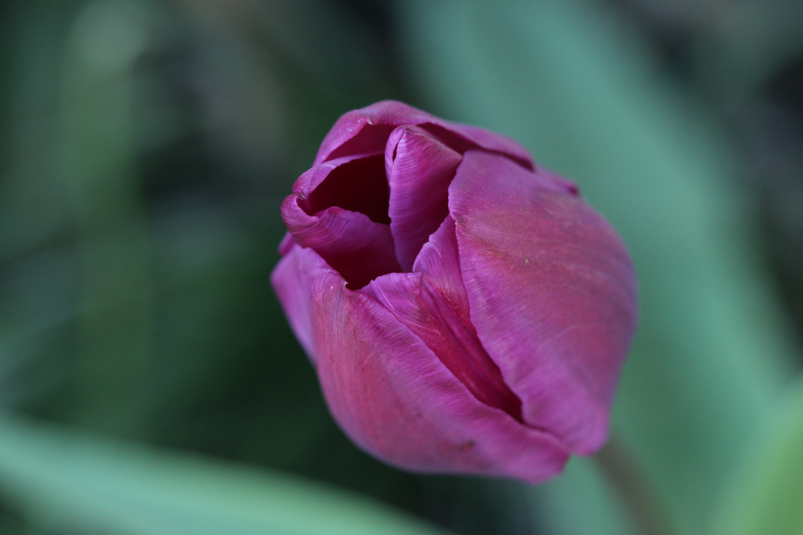 Tulpe pink/lila