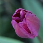 Tulpe pink/lila