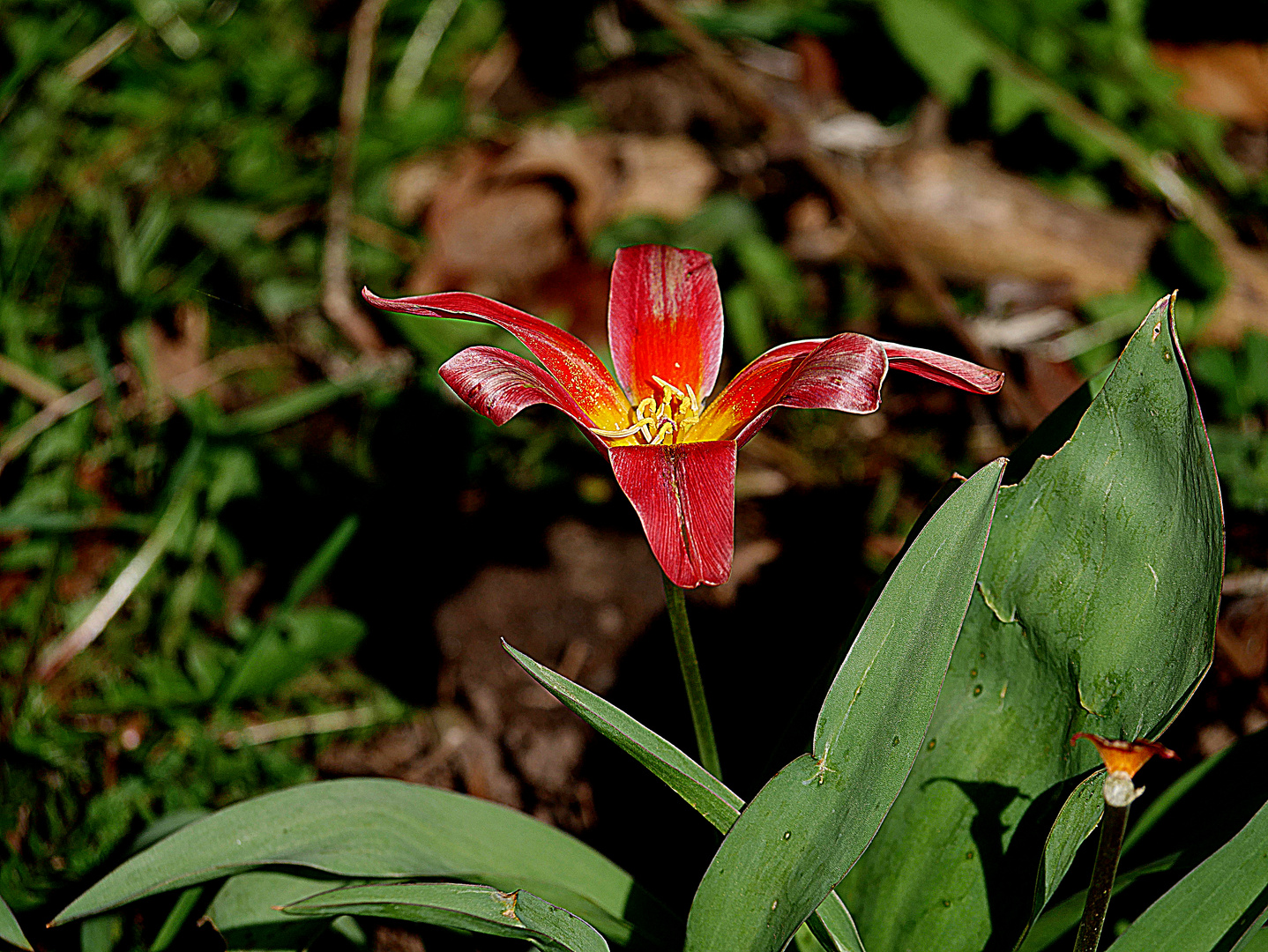 Tulpe reckt sich der Sonne entgegen und genießt die kuschelige Wärme.