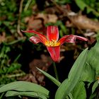 Tulpe reckt sich der Sonne entgegen und genießt die kuschelige Wärme.