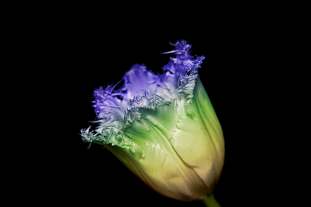 Tulpe - recolored