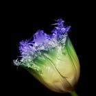 Tulpe - recolored