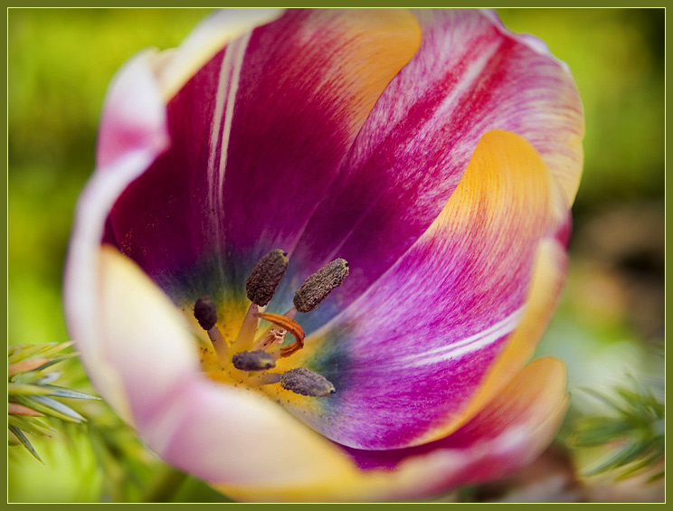 Tulpe Regenbogen