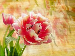 Tulpe romantisch 