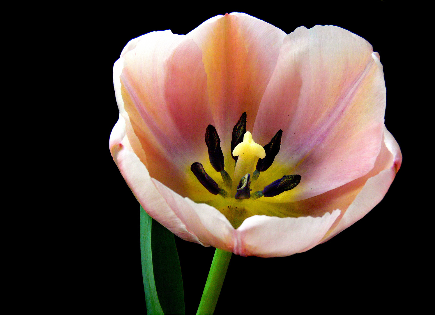 Tulpe rosa Nr 2 Foto & Bild natur, pflanzen, blüten & kleinpflanzen