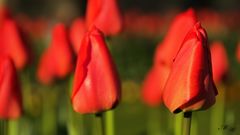 Tulpe rot 1