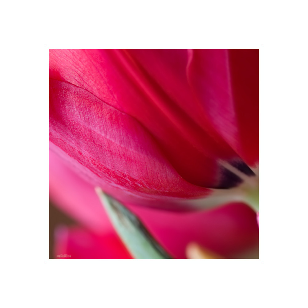 Tulpe rot - 1 Blatt scharf
