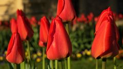 Tulpe rot 2