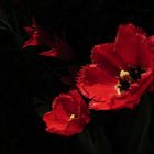 Tulpe rot 2017.04.09 01