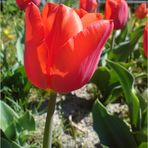 Tulpe rot