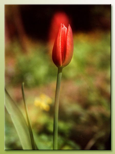 Tulpe, rot