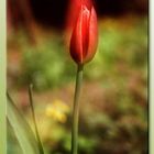 Tulpe, rot