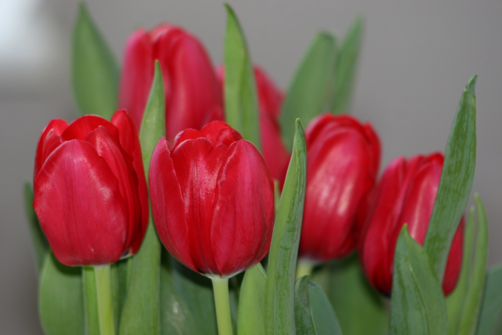 Tulpe Rot