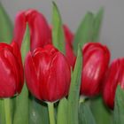 Tulpe Rot