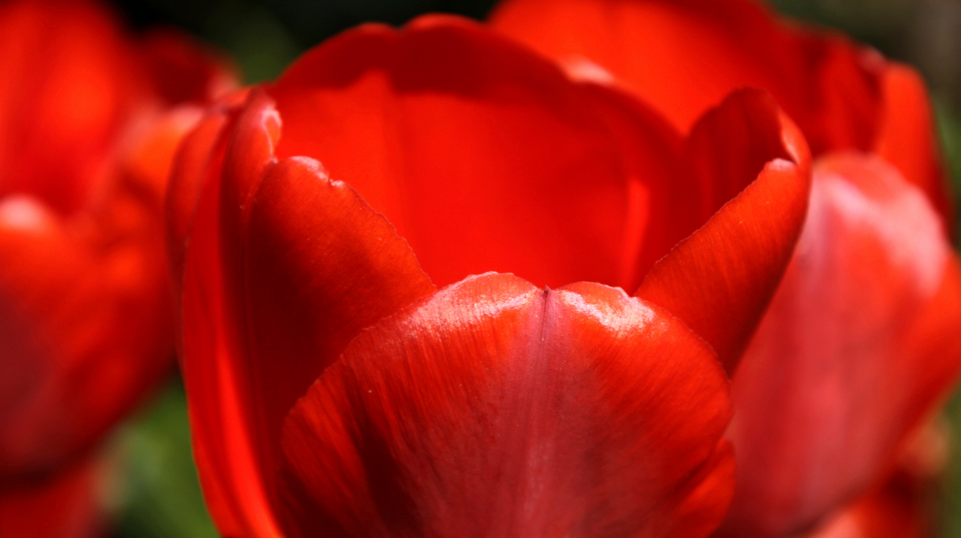 tulpe rot