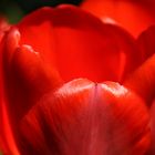 tulpe rot