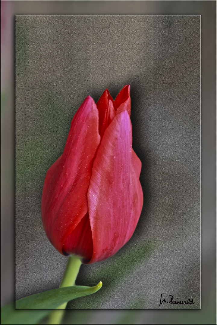 Tulpe rot