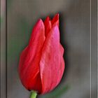 Tulpe rot