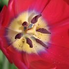 Tulpe rot