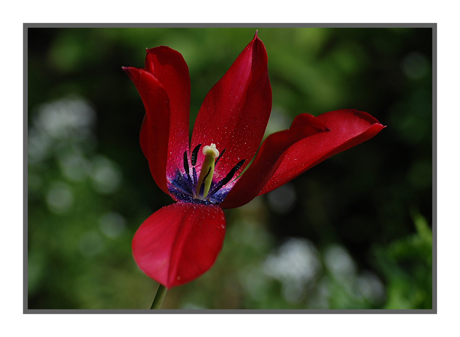 tulpe rot blau