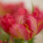 tulpe rot