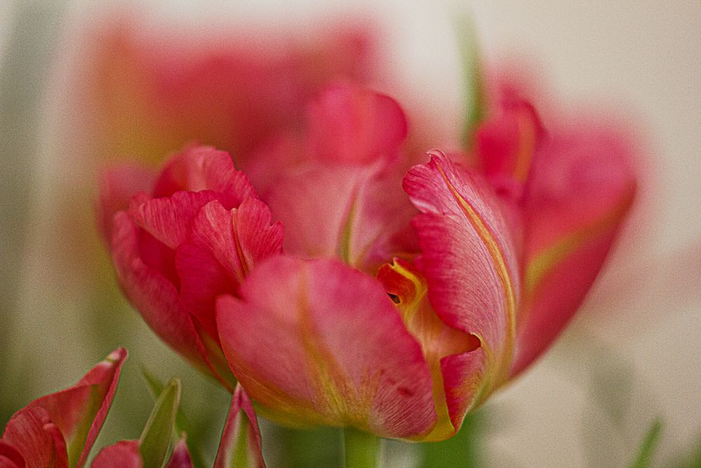 tulpe rot